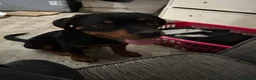 Rottweiler dogs for sale: (1 BOY) left READY TOGO Chunky Rottweilerfor sale - Advert 8