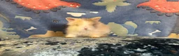 Lionhead rabbits for sale: Adorable double mane lionhead baby bunnies  - Advert 19