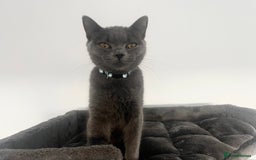 British Shorthair cats for sale: 2 BSH girls for sale together or separate - Image 7