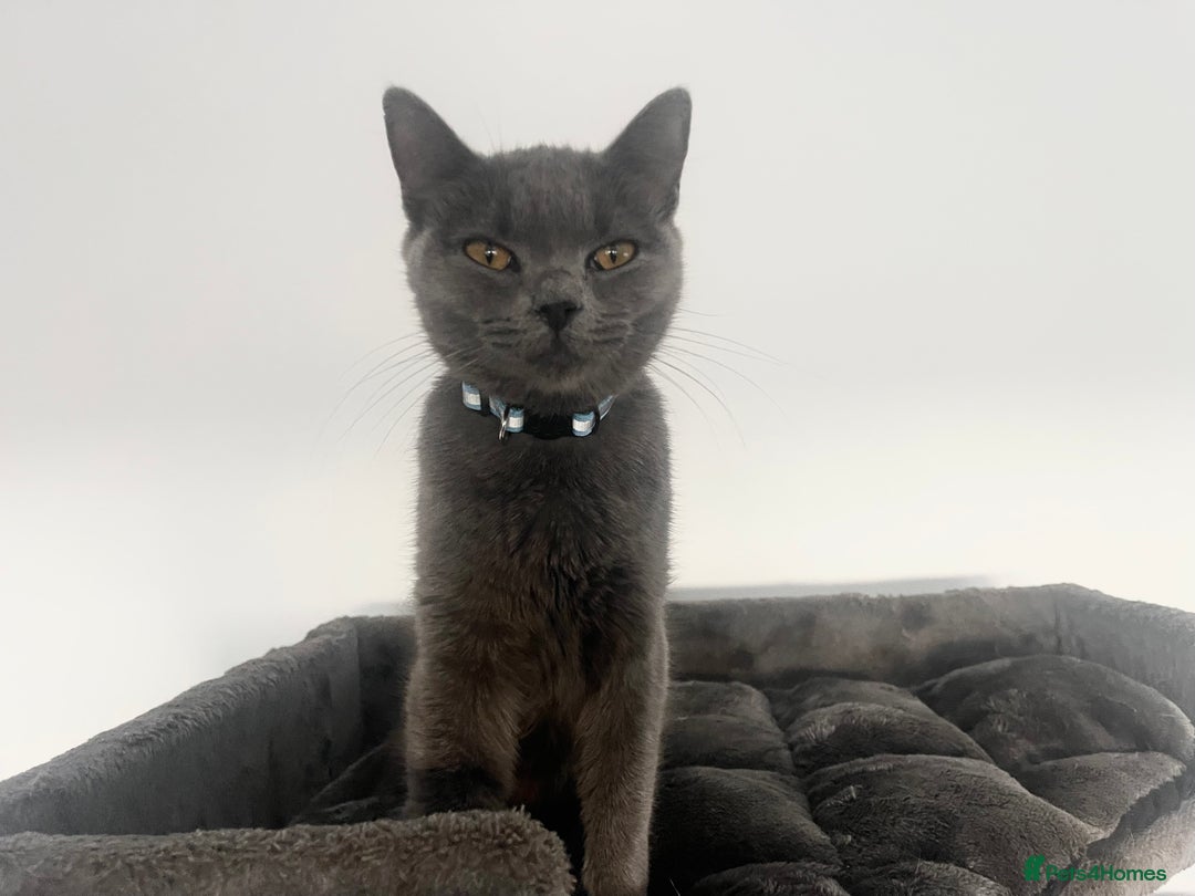 British Shorthair cats for sale: 2 BSH girls for sale together or separate - Image 7