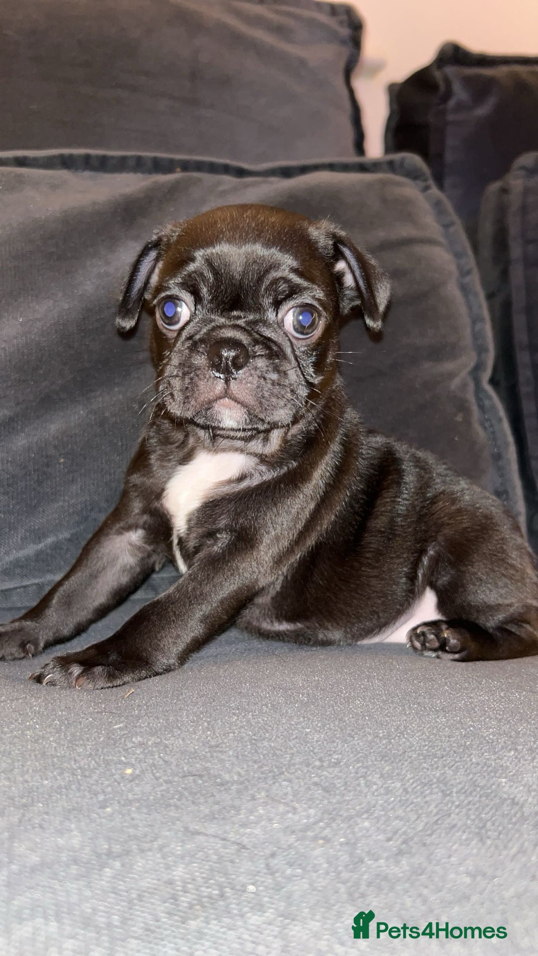 Frug dogs for sale: Frug puppies  - Advert 24