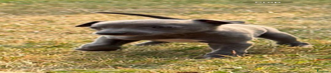 Whippet Puppy 1