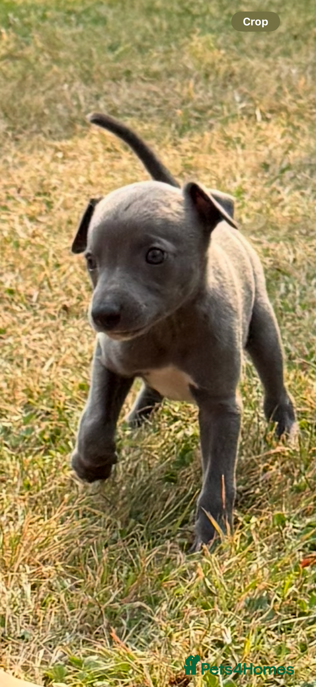 Whippet dogs for sale: Whippet puppies  - Image 3