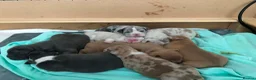American Bully dogs for sale: Lilac Merle Pocket Bully bitches available  - Advert 7