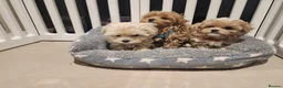 Maltipoo dogs for sale: Maltipoo F1 Toy Size, KC Parents, DNA Tested Clear - Advert 3