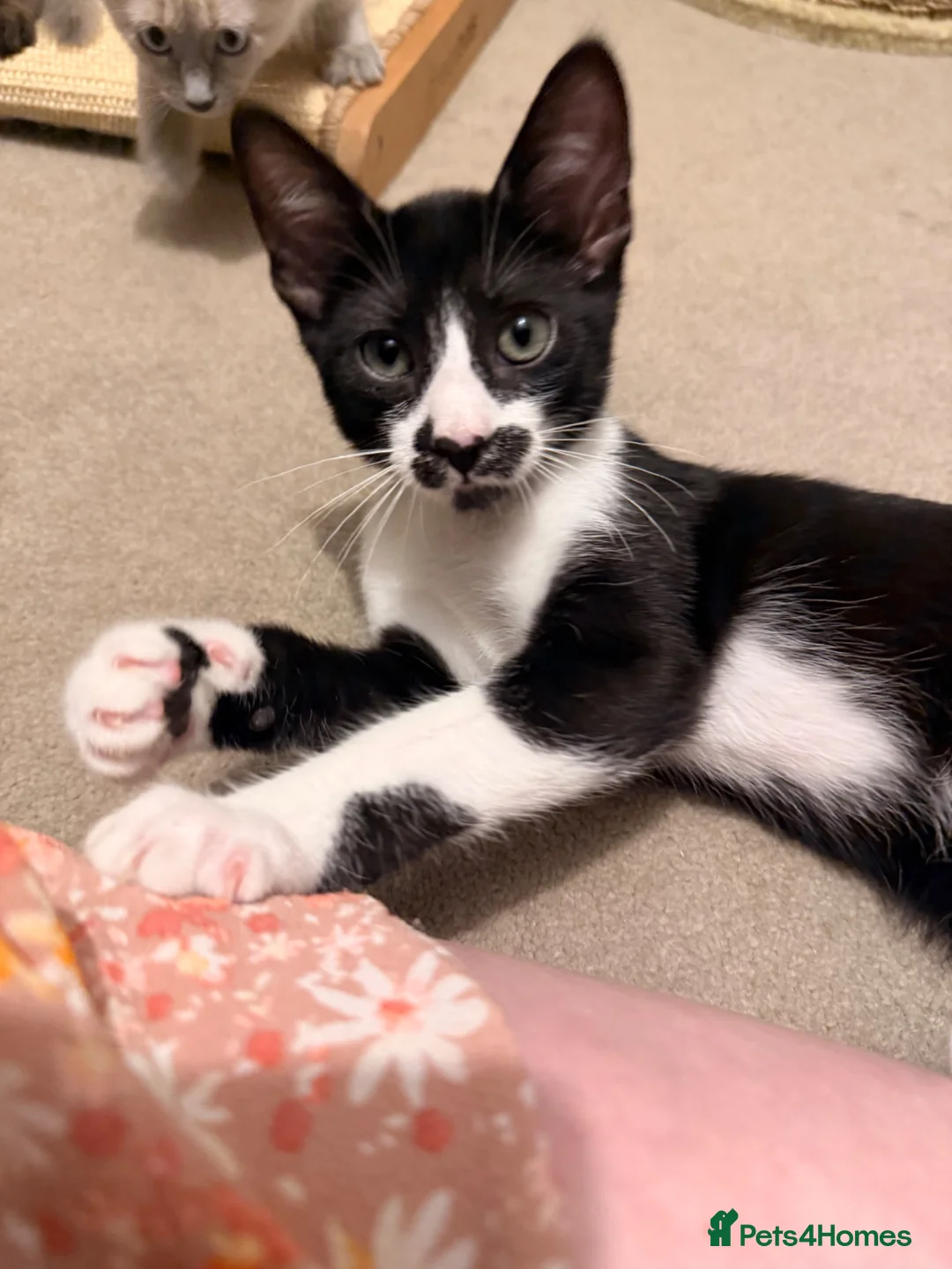 Mixed Breed cats for sale: Adorable Siamese cross Domestic Shorthair kittens  - Advert 11