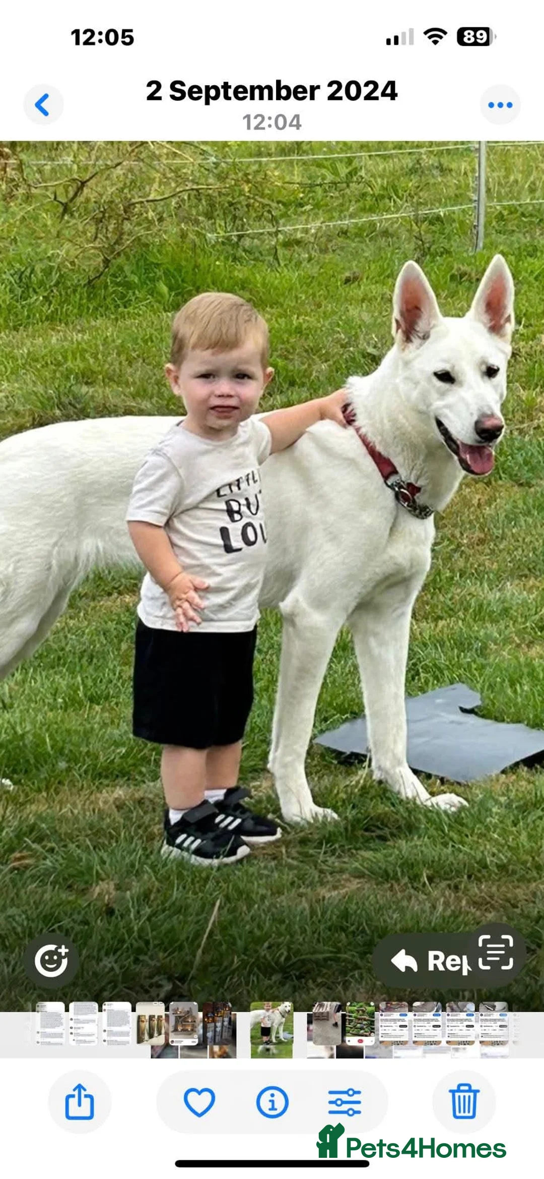 White Swiss Shepherd dogs for sale: Gorgeous white swiss shepherd puppies  - Advert 1