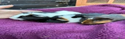 Guinea Pig rodents for sale: Baby guinea pigs, boys £10! - Advert 6