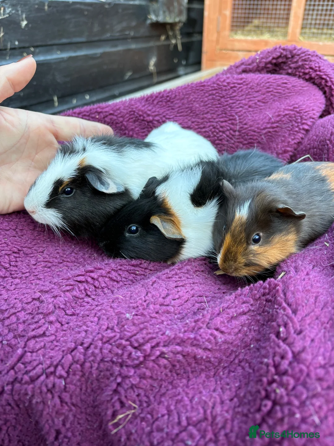 Guinea Pig rodents for sale: Baby guinea pigs, boys £10! - Advert 6