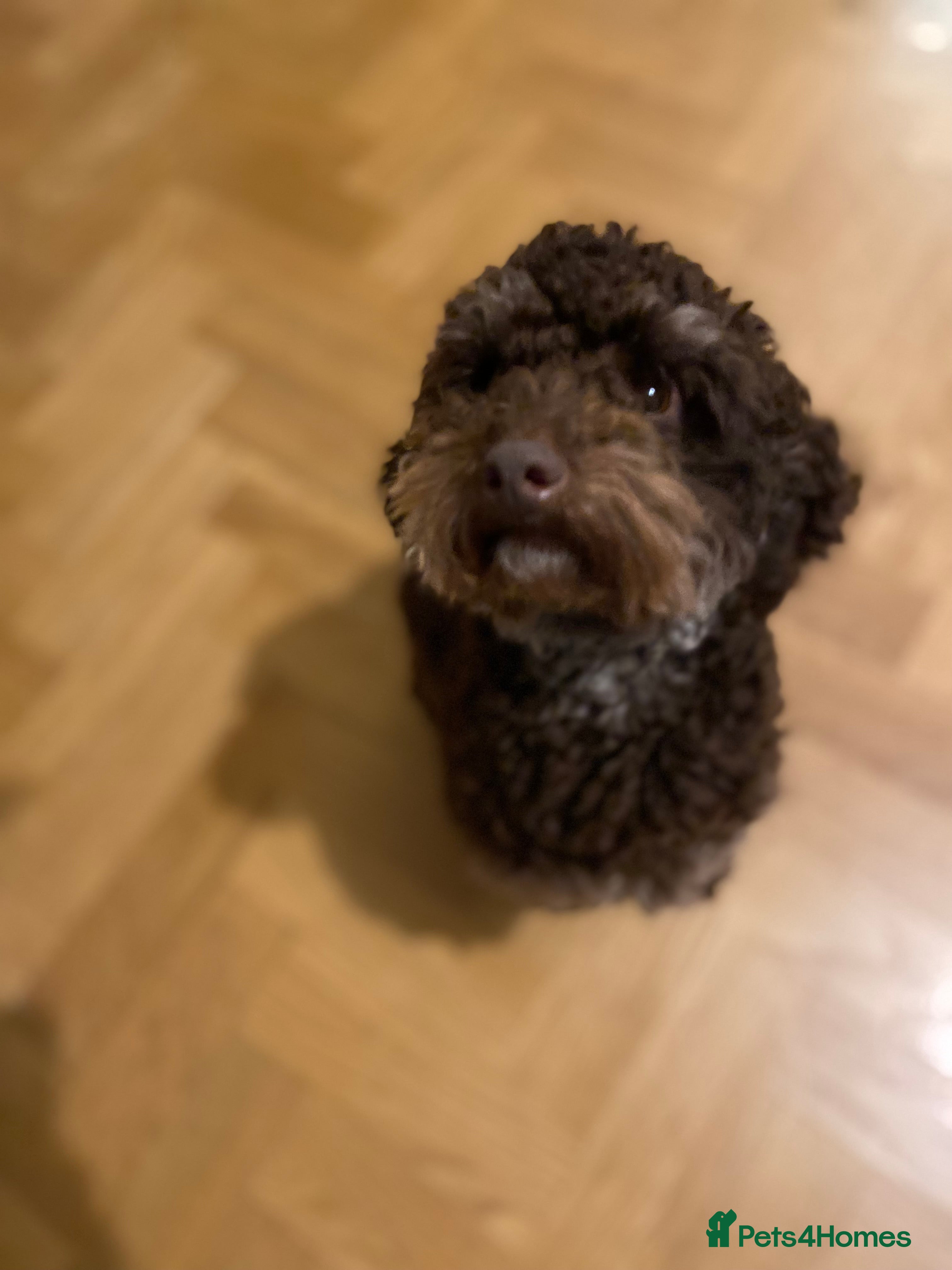 Yorkiepoo dogs Rehome  - Advert 1