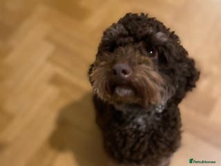 Yorkiepoo dogs Rehome - Advert 1