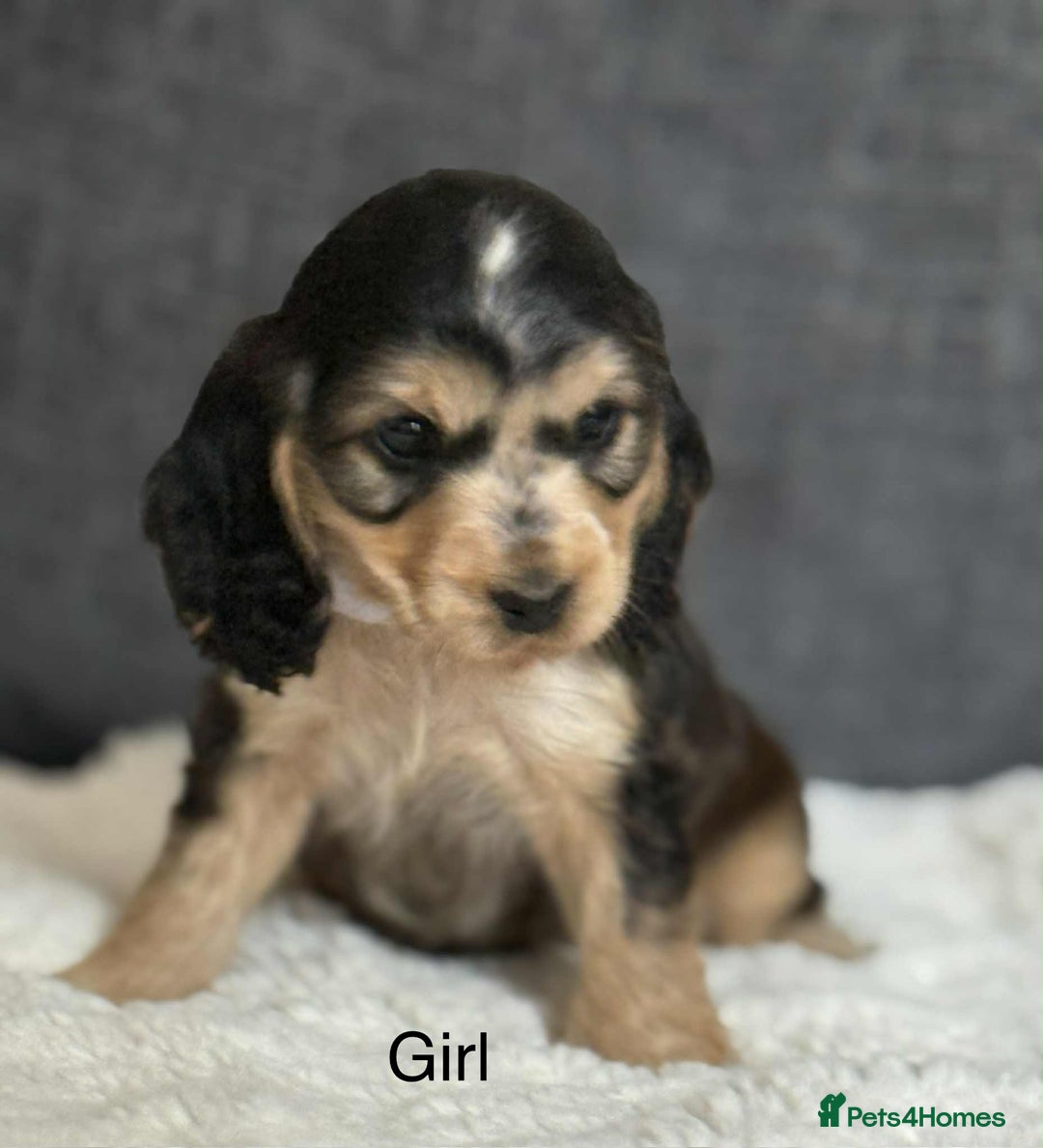 Cocker Spaniel dogs for sale: Kc registered cocker spaniels poops for sale - Image 11