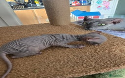 Sphynx cats for sale: Elf Sphynx Kittens  - Image 20