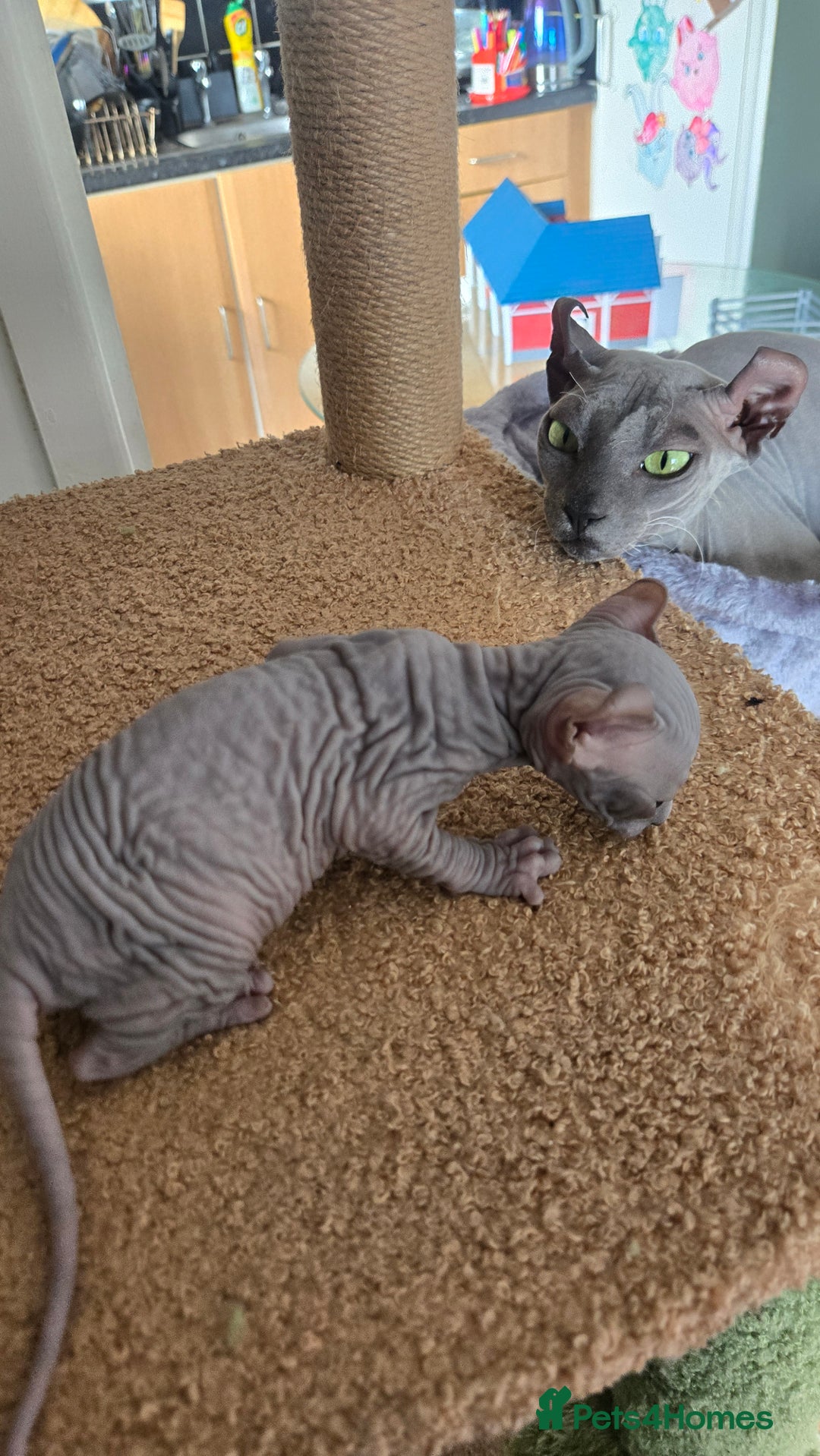Sphynx cats for sale: Elf Sphynx Kittens  - Image 20