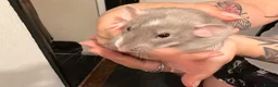 Rat rodents for sale: Adorable baby dumbo rats  - Advert 7