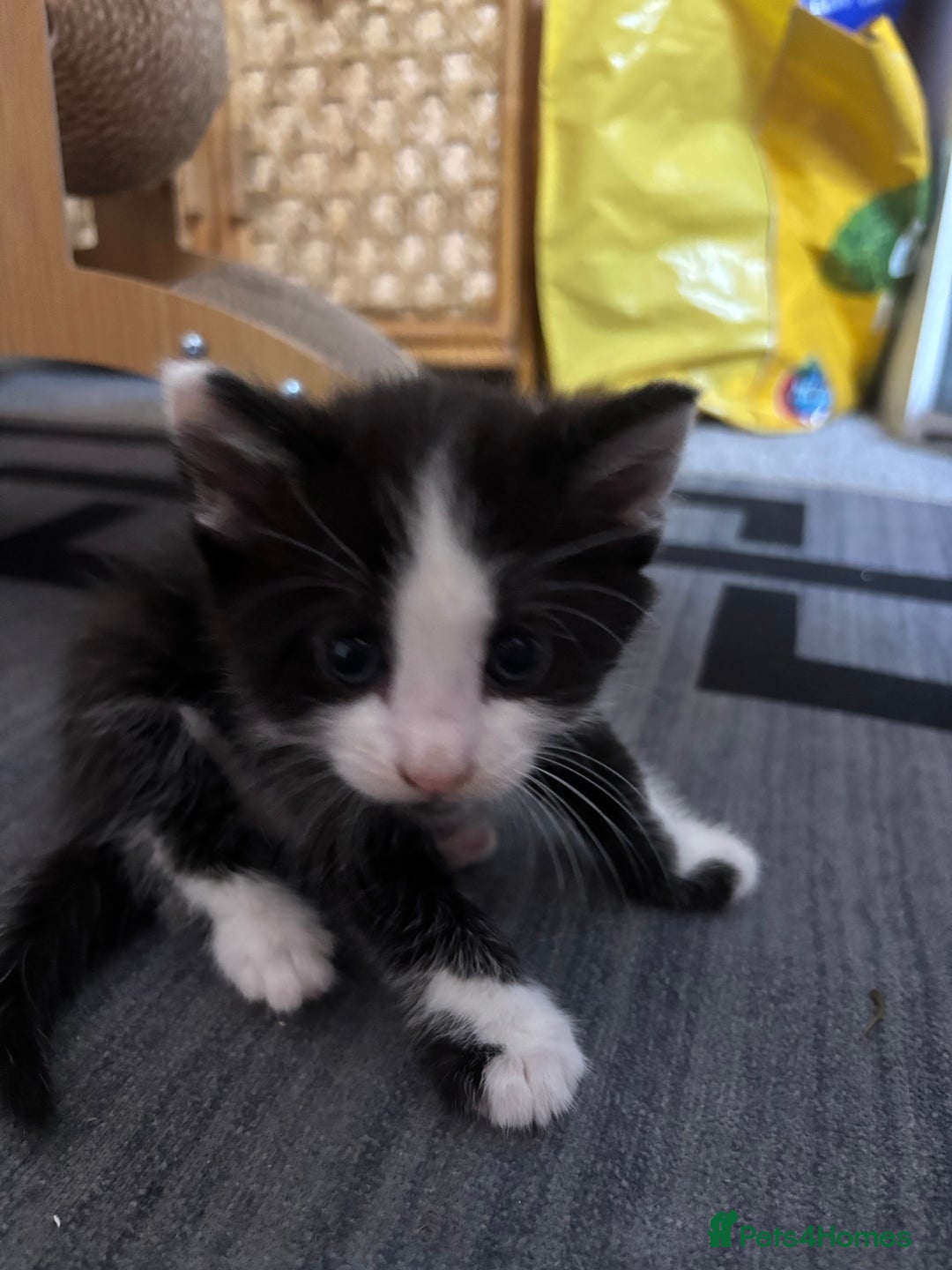 British Longhair cats for sale: Three adorable kittens  - Image 30