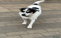 Mixed Breed dogs for adoption: Gorgeous Dylan needs a home! - Image 11