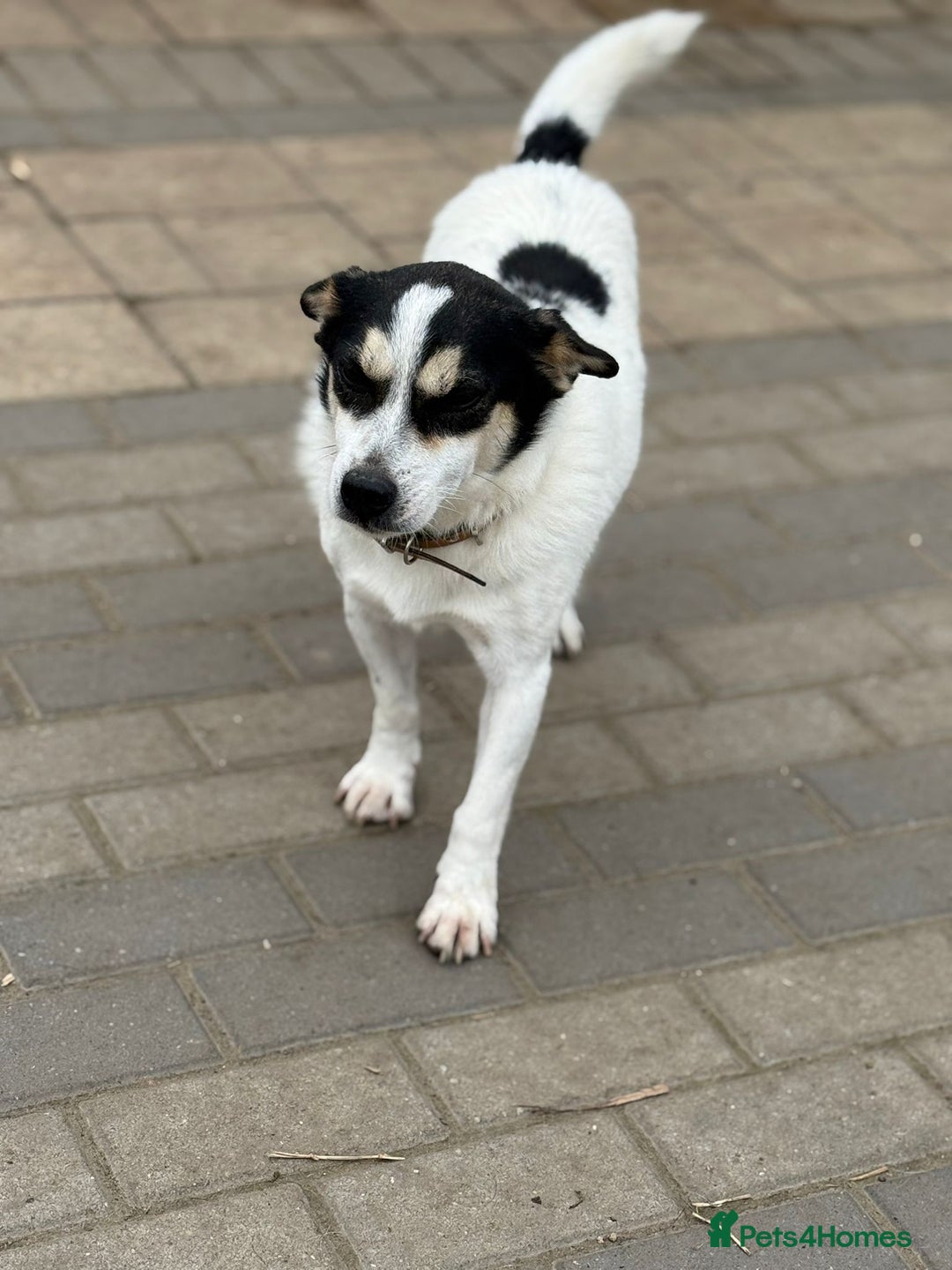 Mixed Breed dogs for adoption: Gorgeous Dylan needs a home! - Image 11