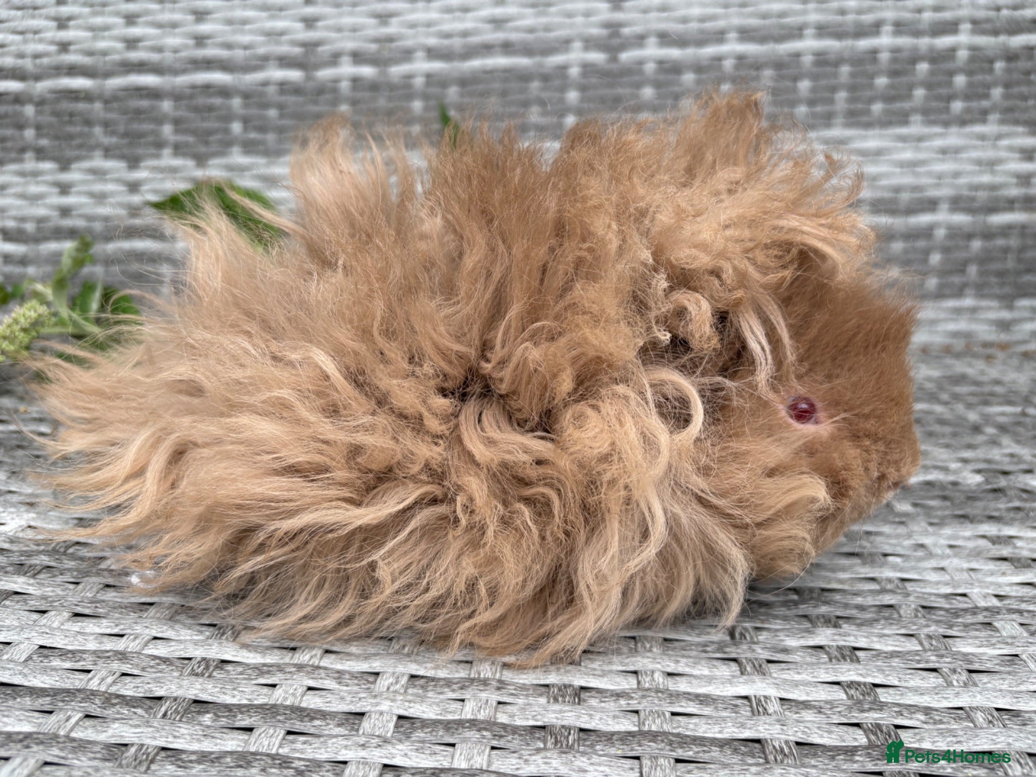 Guinea Pig rodents Purebred Lunkarya - Advert 2