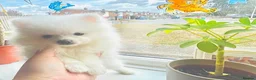 Pomeranian dogs for sale: Adorable little pom-poms looking new parents - Advert 4