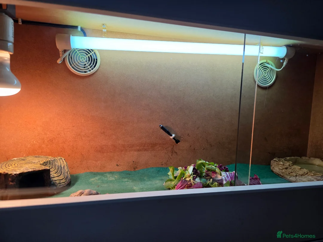 Tortoise reptiles for sale: Horsefield (Russian) Tortoise (Doris) 5years old - Advert 5