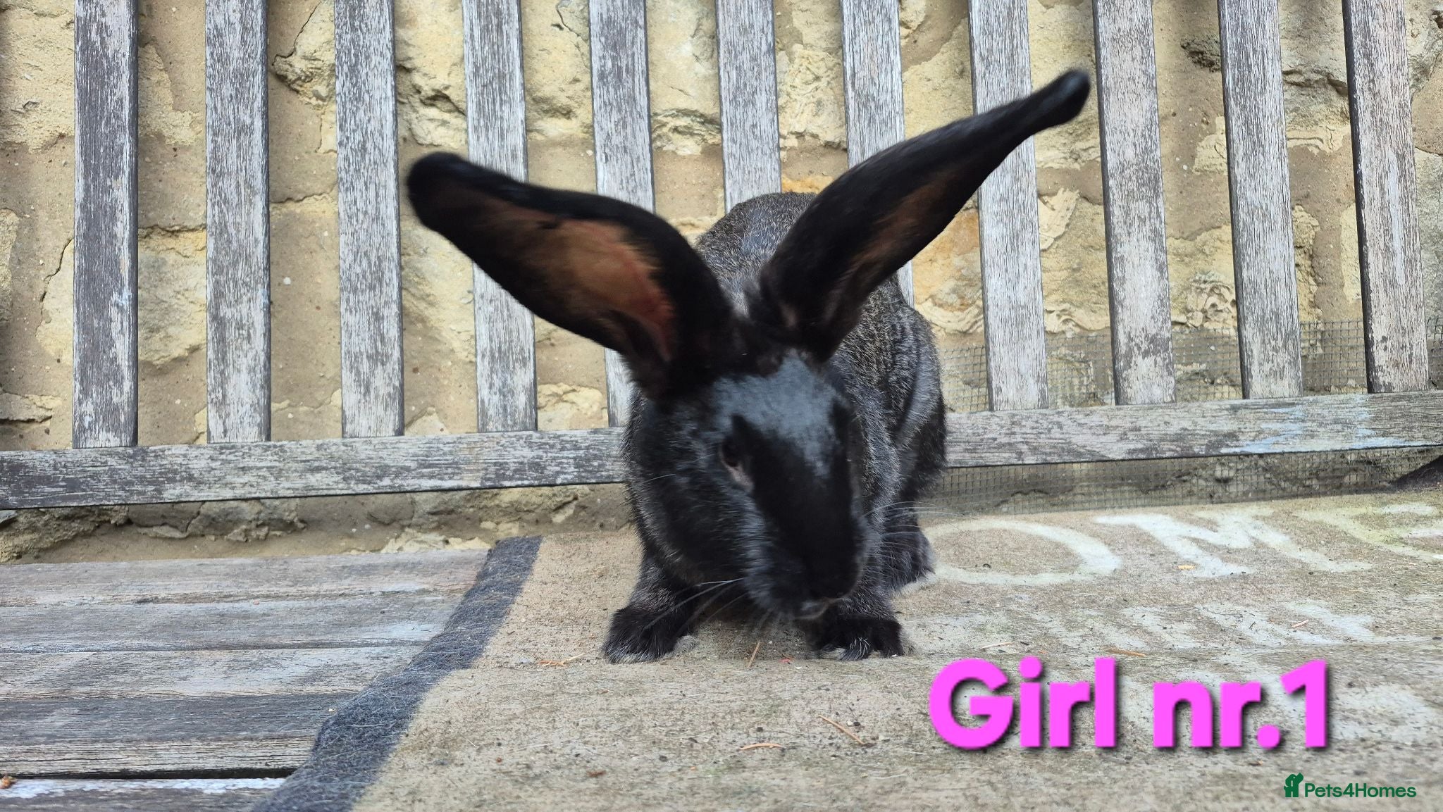 Continental Giant rabbits VACCINATED Pure Continental Giant  - Advert 2