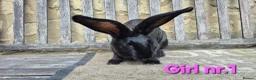 Continental Giant rabbits for sale: VACCINATED Pure Continental Giant  - Advert 2