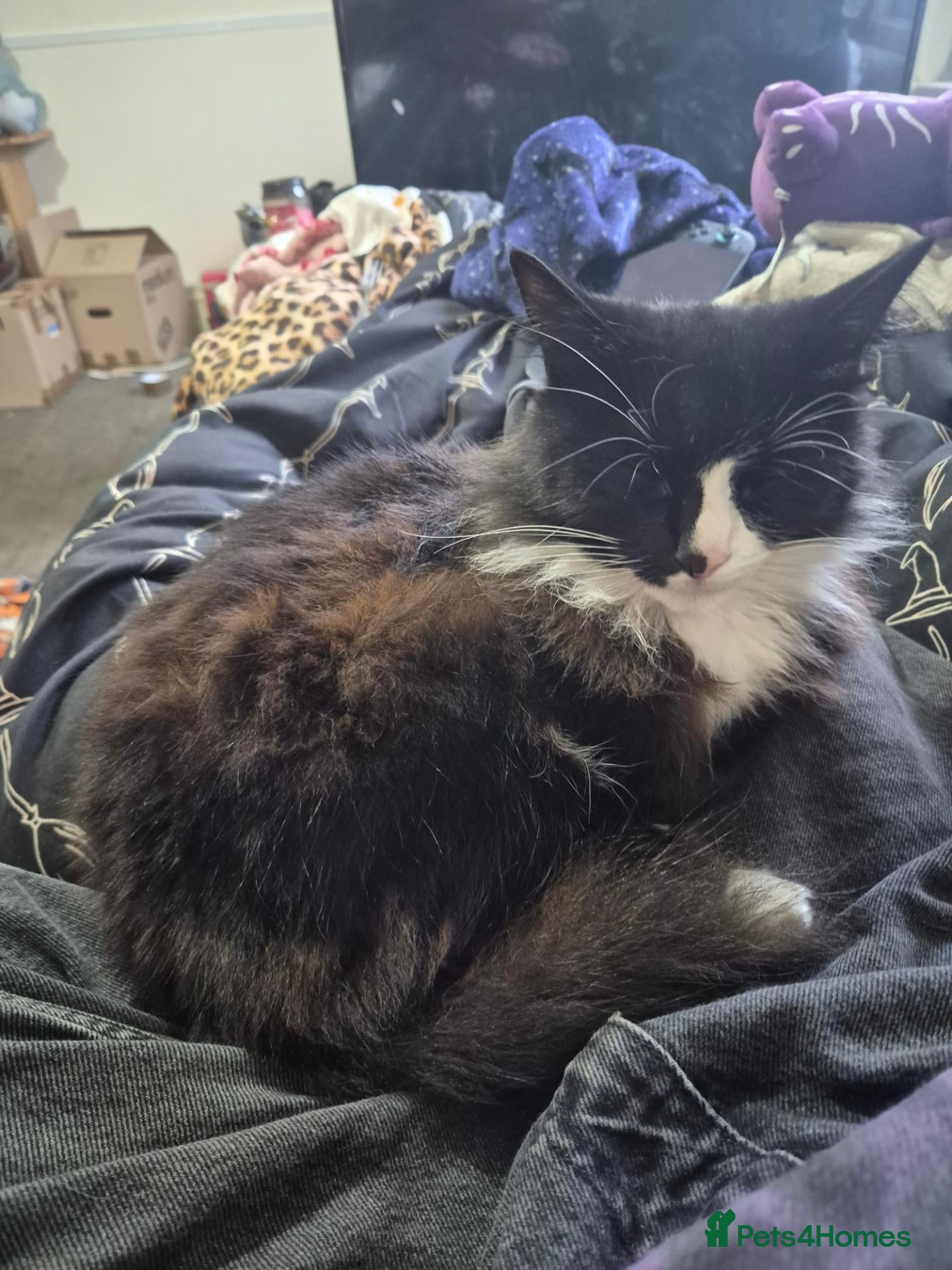 British Longhair cats for sale: tuxedo long hair cat.  - Advert 1