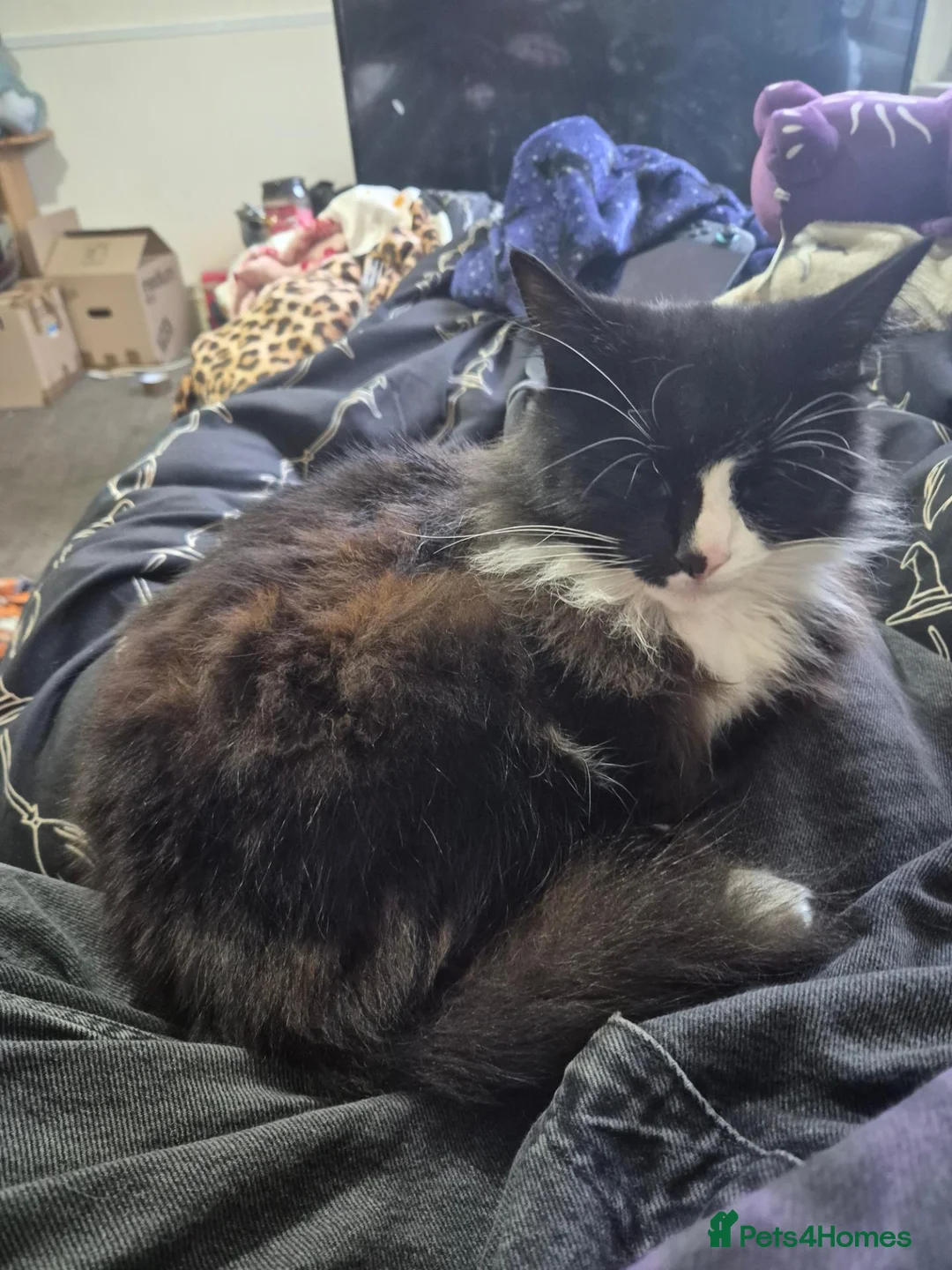 British Longhair cats for sale: tuxedo long hair cat.  in Ashford - Advert 1