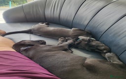 Labrador Retriever dogs for sale: Calm & gentle black 10wk old boy & girl - working - Image 5