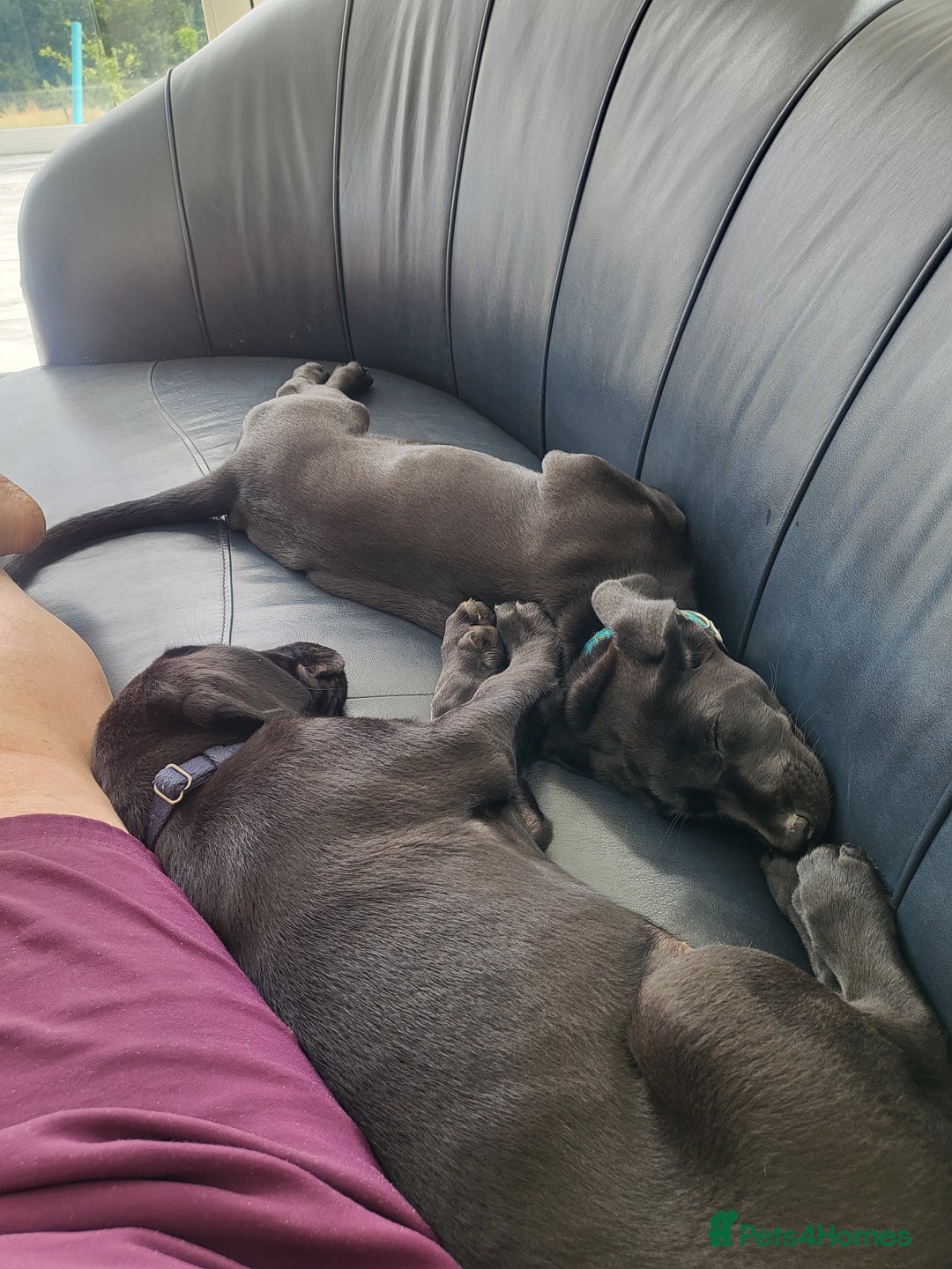 Labrador Retriever dogs for sale: Calm & gentle black 10wk old boy & girl - working - Image 5