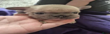 French Bulldog Puppy 6
