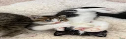 Mixed Breed cats for sale: 3 male kittens for sale  in Evesham - Advert 10