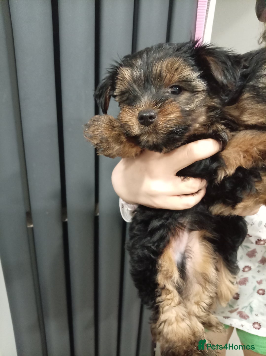 Chorkie dogs for sale: Two amazing Yorkie boys - Advert 14