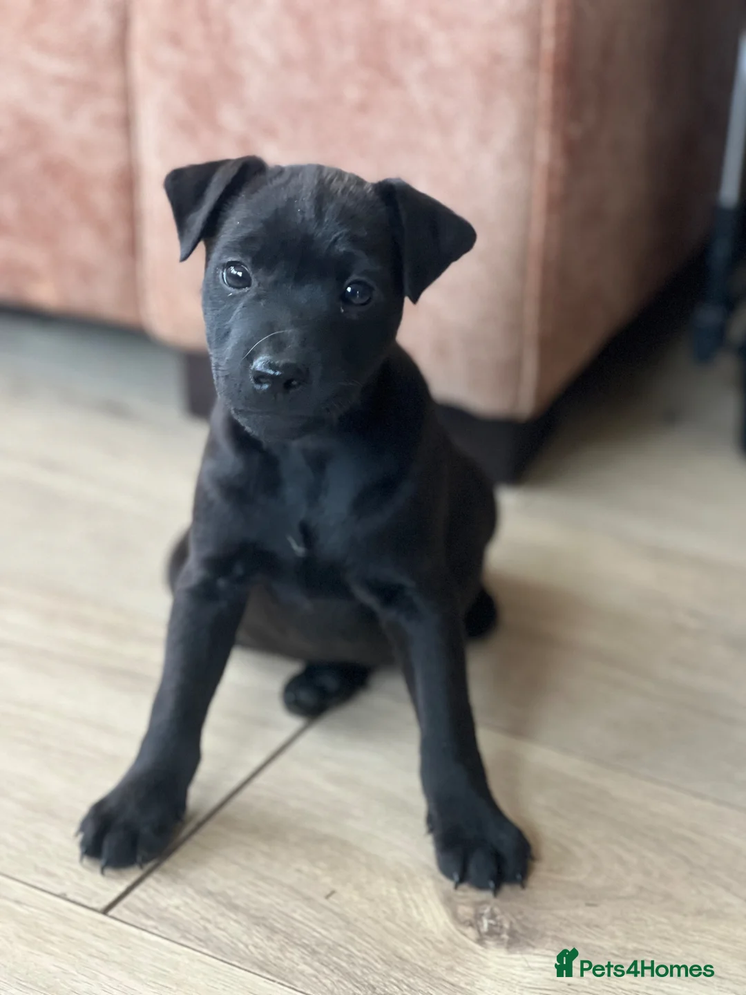 Mixed Breed dogs for sale: Patterdale x Lakeland terrier 1 girl left - Advert 2