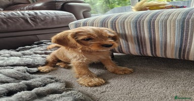 Cavapoochon dogs - Advert 9