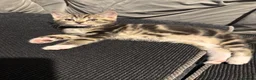 Ragcoon cats for sale: RAGCOON (sealpoint ragdoll mum-dad -Mainecoon) - Advert 10