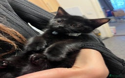 British Shorthair cats for sale: Male black kitten called snitch  - Image 2