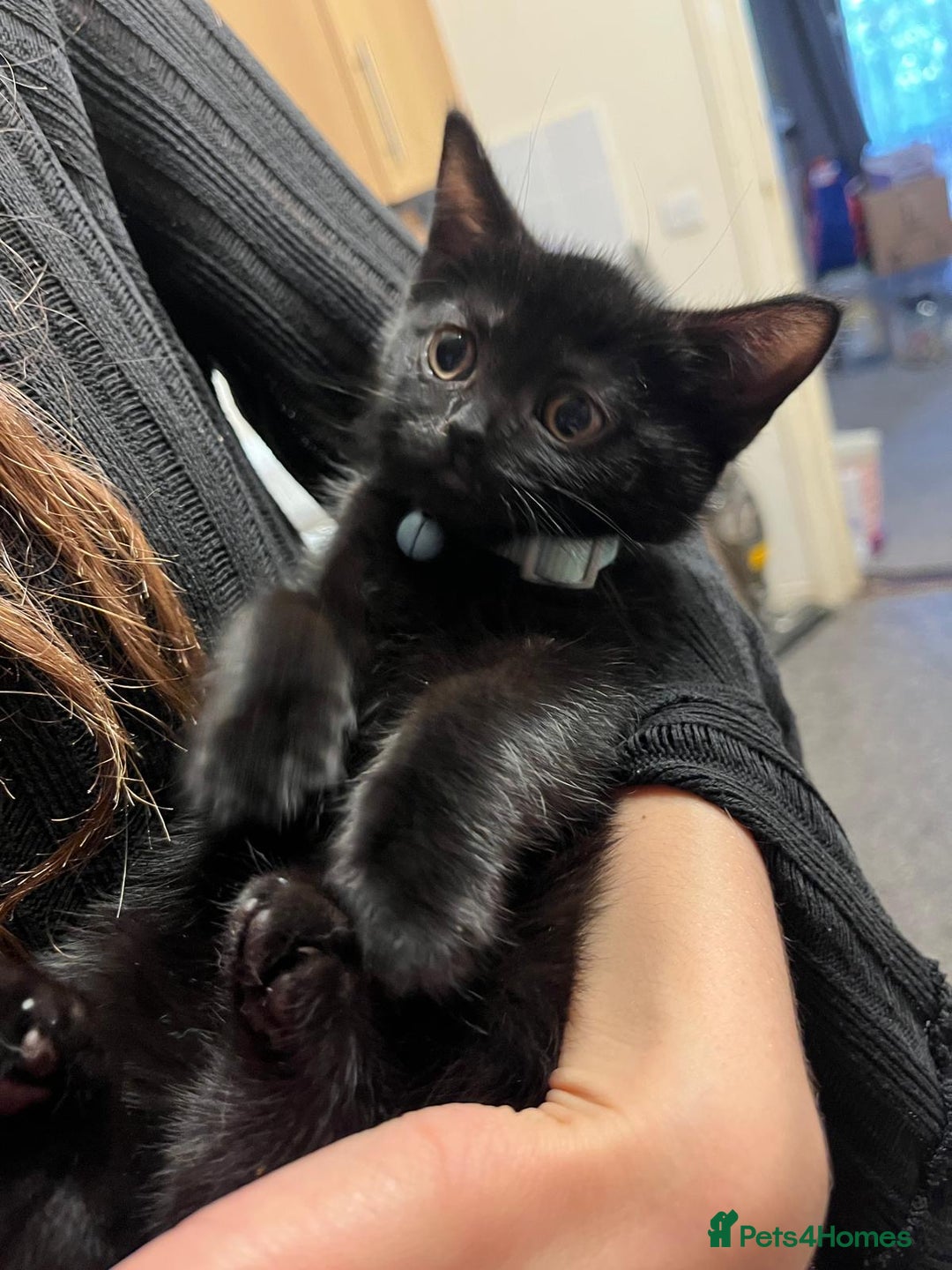British Shorthair cats for sale: Male black kitten called snitch  - Image 2