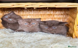 British Shorthair cats for sale: British short hair rainbow 🌈 litter - Image 6