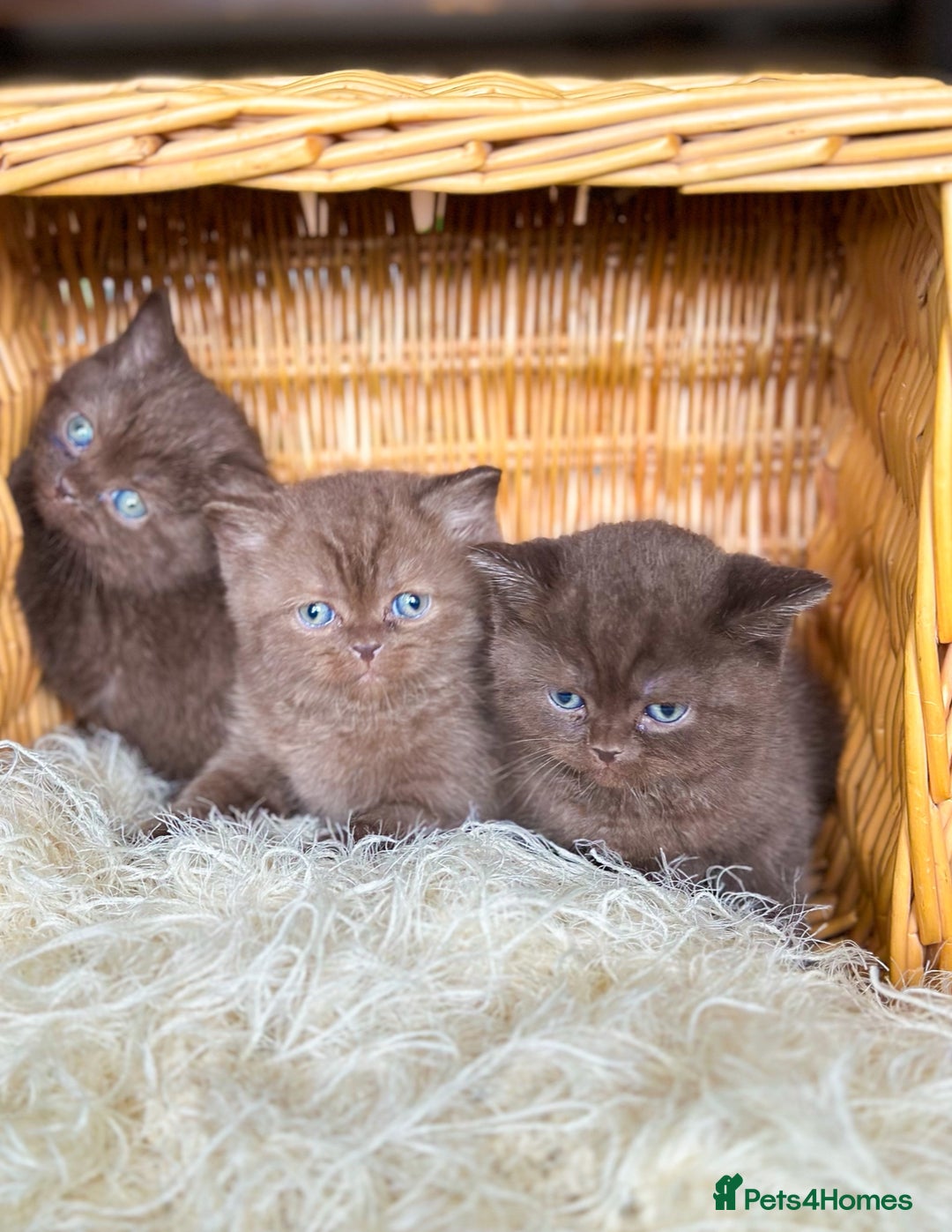 British Shorthair cats for sale: British short hair rainbow 🌈 litter - Image 6
