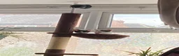 Mixed Breed cats for sale: 2 male kittens  in Nottingham - Advert 7