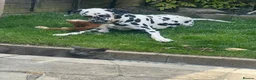 Dalmatian dogs for sale: Boss 4yr old dalmation in Waterlooville - Advert 15