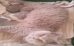 British Longhair cats for sale: TICA Beautiful Blue British Longhair Female - Image 19