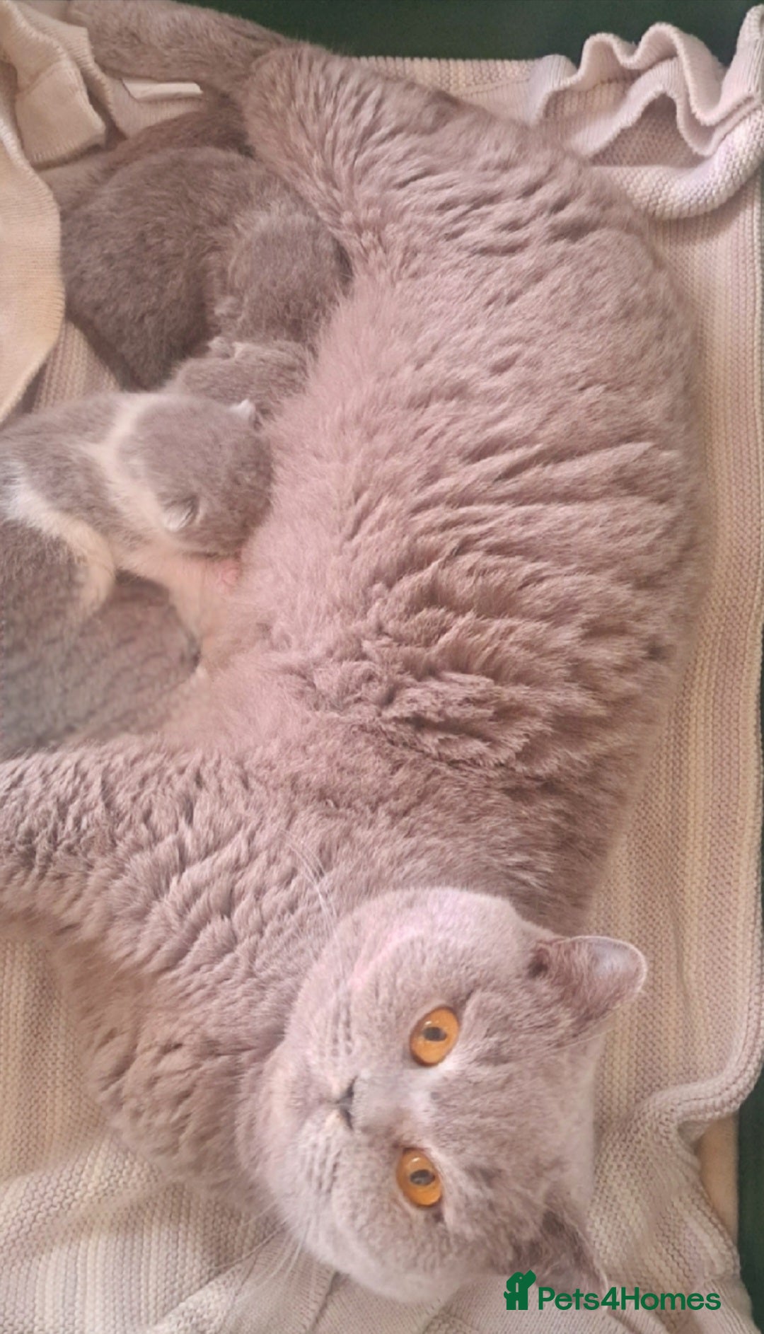 British Longhair cats for sale: TICA Beautiful Blue British Longhair Female - Image 19