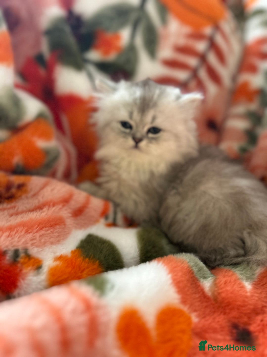 Scottish Fold cats for sale: Now Taking Reservations Scottish Straight  - Image 12