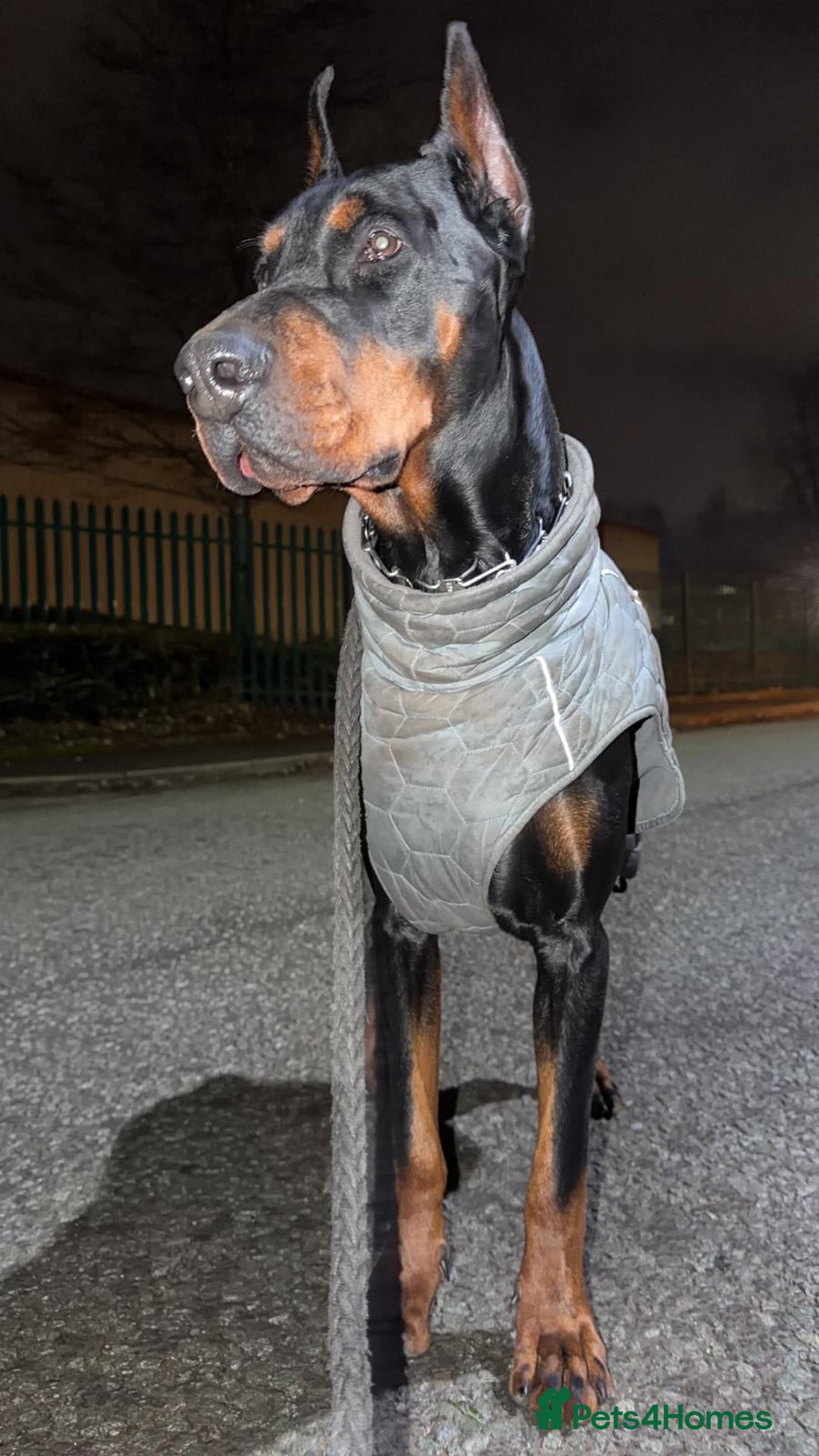 Dobermann dogs for sale: European Male Doberman imported from - Advert 8