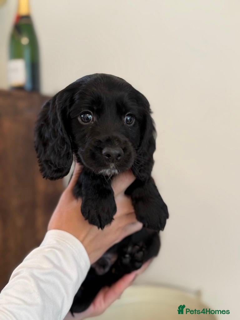 Cocker Spaniel dogs Ready Now, Cocker Spaniel Pups KC Reg, Field trial - Advert 11