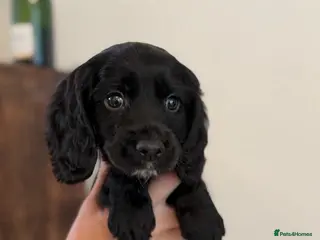 Cocker Spaniel dogs Ready Now, Cocker Spaniel Pups KC Reg, Field trial - Advert 11