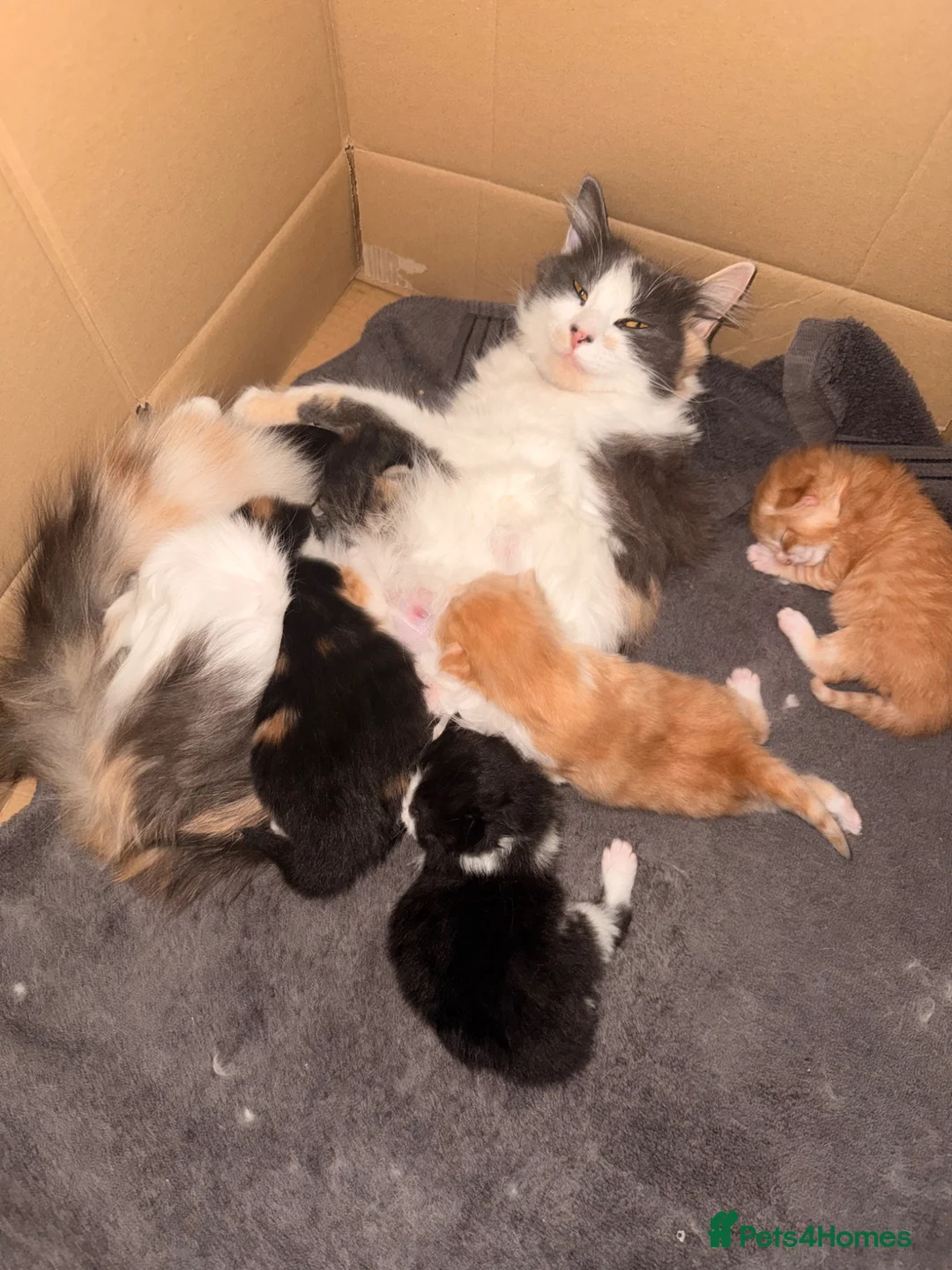 Maine Coon cats for sale: Maine coon cross  - Advert 2